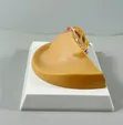 Breast Anatomy Model for Study - 1