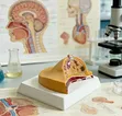 Breast Anatomy Model for Study - 2