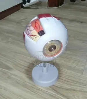 Human Eye Anatomy Model
