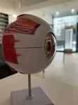 Human Eye Anatomy Model - 3