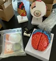 Human Eye Anatomy Model - 4
