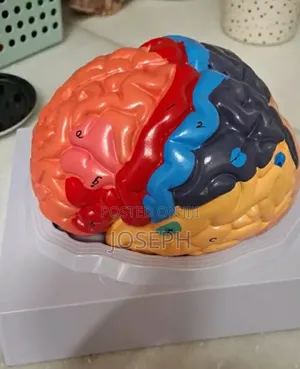 Full Brain Anatomy Model