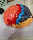 Full Brain Anatomy Model - 1