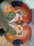 Full Brain Anatomy Model - 2