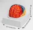 Full Brain Anatomy Model - 3