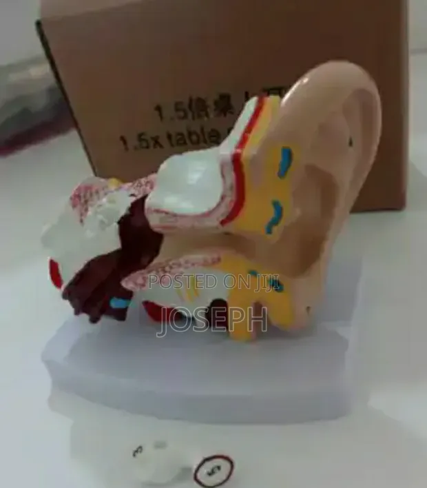 Human Ear Anatomy Model - 1