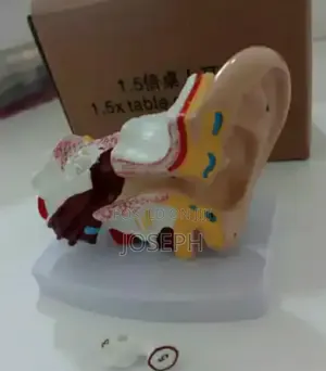 Human Ear Anatomy Model