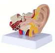 Human Ear Anatomy Model - 2