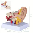 Human Ear Anatomy Model - 3