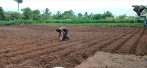 Residential Plot for Sale in Mampong Ashanti