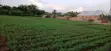 Residential Plot for Sale in Mampong Ashanti - 2