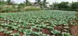 Residential Plot for Sale in Mampong Ashanti - 3