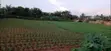 Residential Plot for Sale in Mampong Ashanti - 4