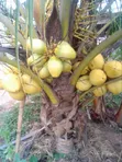Dwarf Coconut Nursery - 1