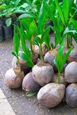 Dwarf Coconut Nursery - 2
