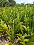 Coconut Seedlings for Sale - 1