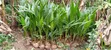 Coconut Seedlings for Sale - 2