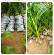 Coconut Seedlings for Sale - 3