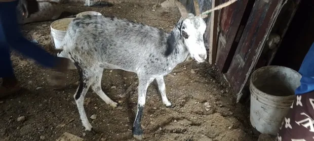 Sahelian Female Goat - 1