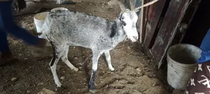 Sahelian Female Goat