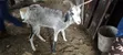 Sahelian Female Goat - 1