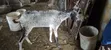 Sahelian Female Goat - 2