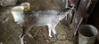 Sahelian Female Goat - 3