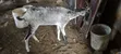 Sahelian Female Goat - 4