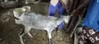 Sahelian Female Goat - 5