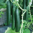 F1 Vihan Cucumber Seeds - 2