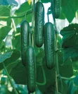 F1 Vihan Cucumber Seeds - 3