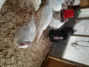 Male Turkeys for Sale