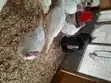 Male Turkeys for Sale - 1