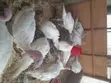 Male Turkeys for Sale - 2