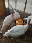 Male Turkeys for Sale - 3