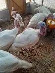 Male Turkeys for Sale - 4