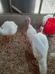 Male Turkeys for Sale - 5