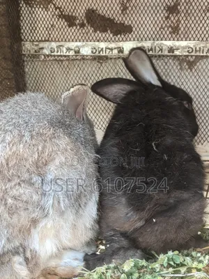 2 Male Adult Rabbits for Sale