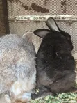 2 Male Adult Rabbits for Sale - 1