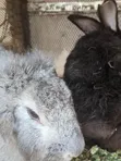 2 Male Adult Rabbits for Sale - 2