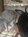 2 Male Adult Rabbits for Sale - 3