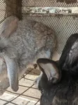 2 Male Adult Rabbits for Sale - 4