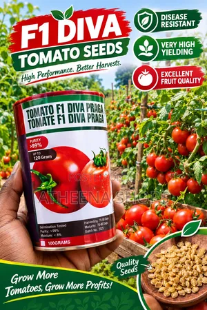 F1 Tomato Seeds (50g) - Diva Praghati Hybrid
