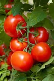 F1 Tomato Seeds (50g) - Diva Praghati Hybrid - 2