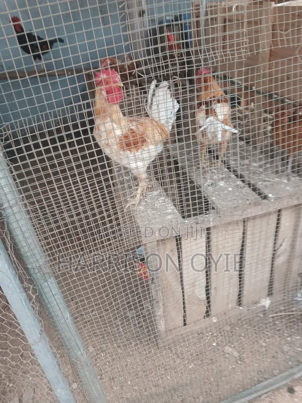 Local Chickens and Eggs for Sale - 1