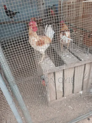 Local Chickens and Eggs for Sale