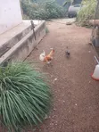 Local Chickens and Eggs for Sale - 2