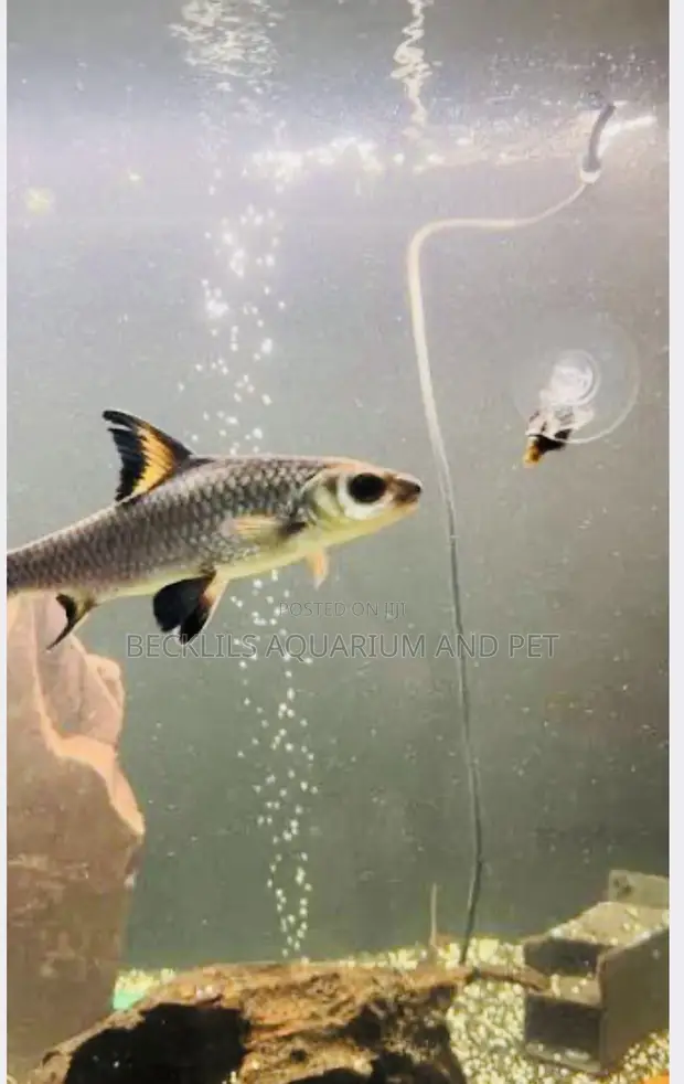Aquarium Silver Shark - 1