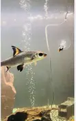 Aquarium Silver Shark - 1