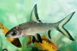 Aquarium Silver Shark - 2